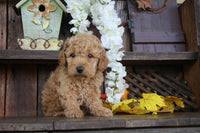 Cavapoo