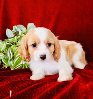 Cavapoo