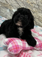 Cavapoo