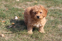 Cavapoo