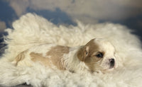 Cavapoo