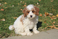 Cavapoo