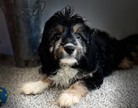 Cavapoo