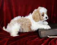 Cavapoo