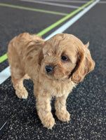 Cavapoo