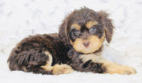 Cavapoo