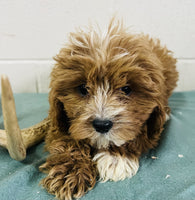 Cavapoo