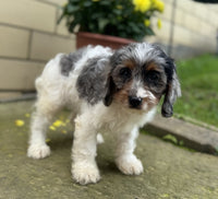 Cavapoo