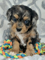 Cavapoo