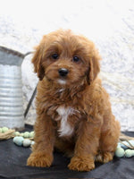 Cavapoo