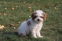 Cavapoo