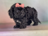  Cavapoo 