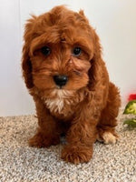 Cavapoo