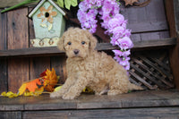 Cavapoo