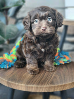 Cavapoo