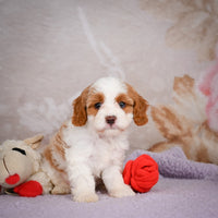 Cavapoo