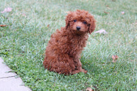 Cavapoo