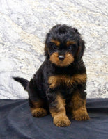 Cavapoo