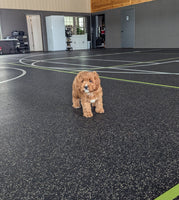 Cavapoo