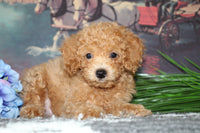 Cavapoo