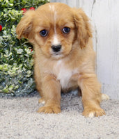  Cavapoo