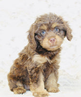 Cavapoo