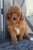 Cavapoo