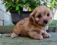 Cavapoo