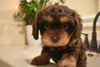 Cavapoo