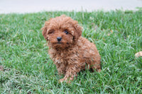 Cavapoo