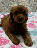 Cavapoo