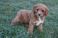 Cavapoo