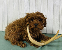 Cavapoo