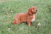 Cavapoo