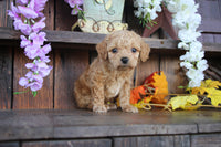 Cavapoo