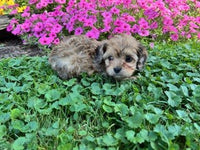 Cavapoo