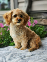 Cavapoo