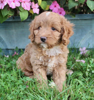 Cavapoo