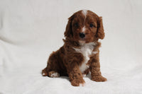 Cavapoo