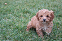 Cavapoo