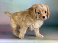  Cavapoo 