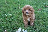 Cavapoo