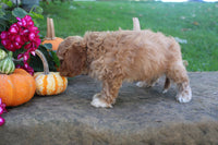 Cavapoo