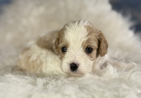 Cavapoo