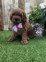 Cavapoo