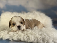 Cavapoo