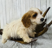 Cavapoo