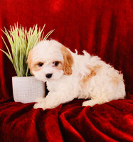 Cavapoo