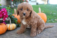 Cavapoo