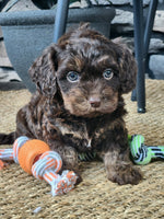  Cavapoo